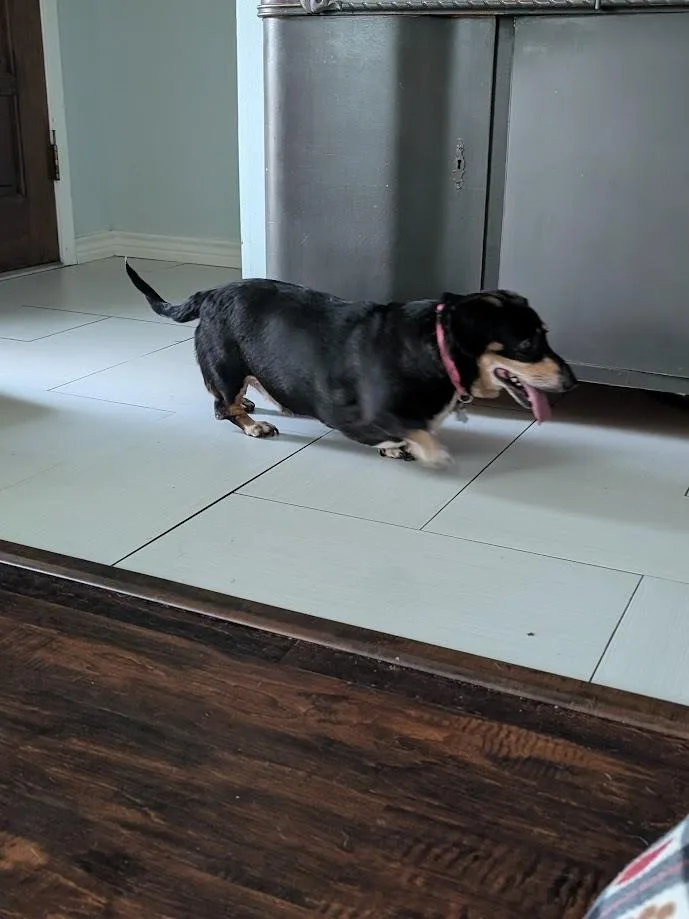 A senior medium-sized female Black Dachshund dog named Tali RI for adoption in Bryan, TX