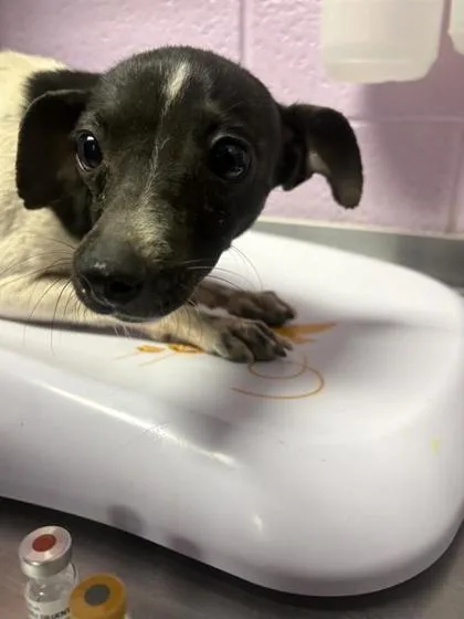 A young small-sized female White / Cream Chihuahua dog named 60817601 for adoption in El Paso, TX