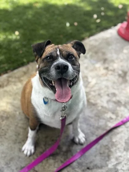 An adult medium-sized female Mixed Breed dog named Nova for adoption in Vero Beach, FL