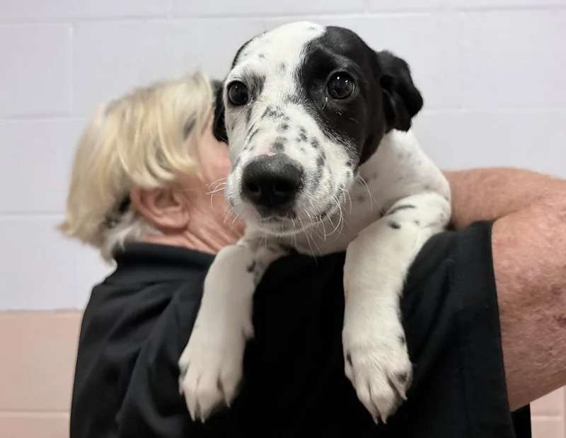 A baby small-sized female Pointer dog named Liberty for adoption in Columbus, IN