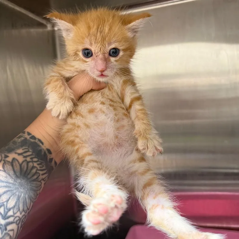 A baby small-sized male Orange / Red Domestic Short Hair cat named Funyun for adoption in Morganton, NC