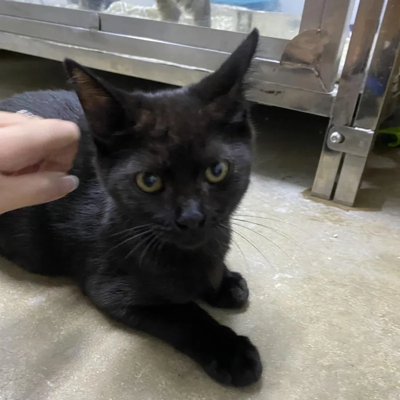 A baby small-sized male Domestic Medium Hair cat named Kyle for adoption in Franklin, NC