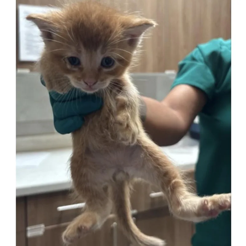 A baby small-sized male Orange / Red Domestic Short Hair cat named Prince for adoption in Midland, TX