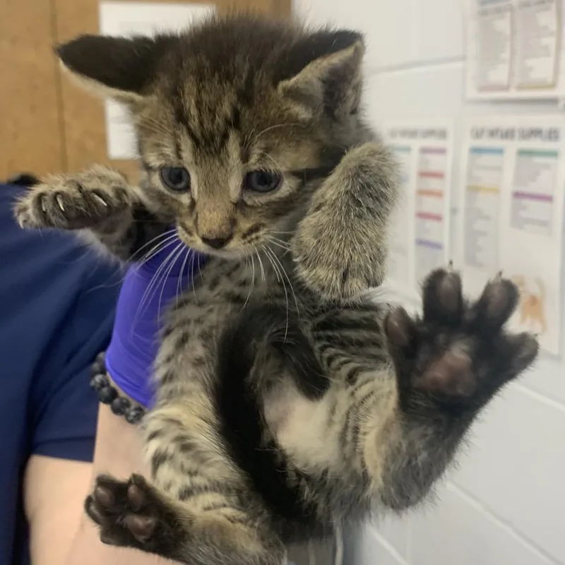 A baby small-sized male Domestic Short Hair cat named Caterpie for adoption in West Palm Beach, FL