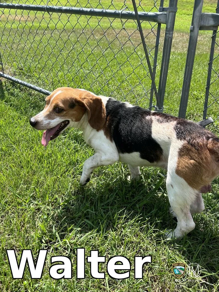 An adult medium-sized male Beagle dog named Walter for adoption in Rocky Mount, NC