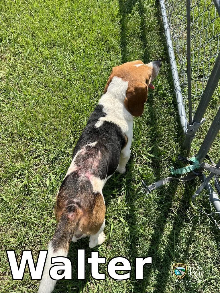 Walter thumbnail 3