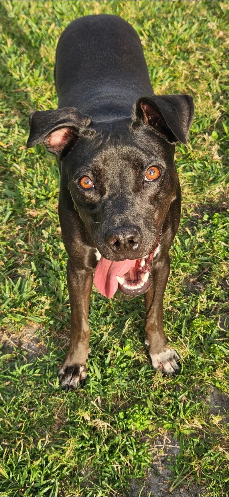 A young medium-sized male Labrador Retriever dog named Killua for adoption in Port Saint Lucie, FL