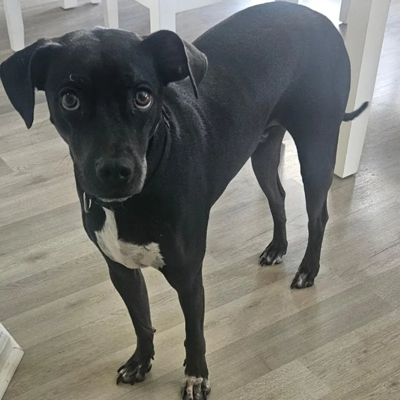 Killua thumbnail 2
