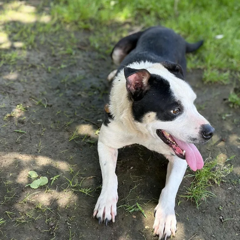 A young medium-sized male Black Mixed Breed dog named Rex for adoption in Bastrop, TX