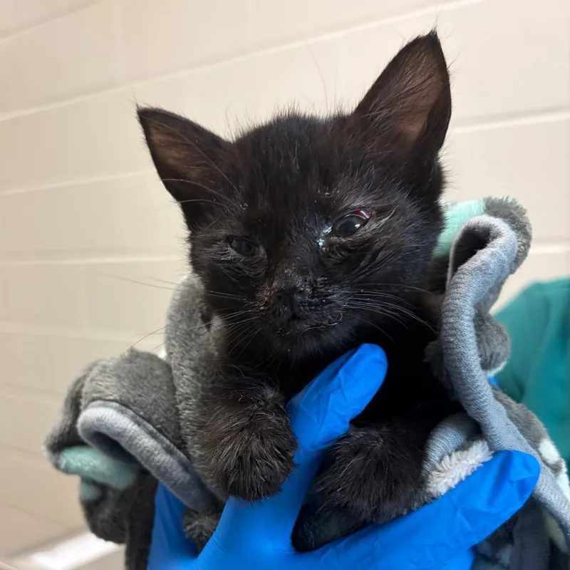 A baby small-sized female Black Domestic Short Hair cat named Circe for adoption in Council Bluffs, IA
