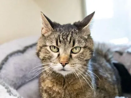 A senior medium-sized male Domestic Short Hair cat named Buckaroo for adoption in Longmont, CO
