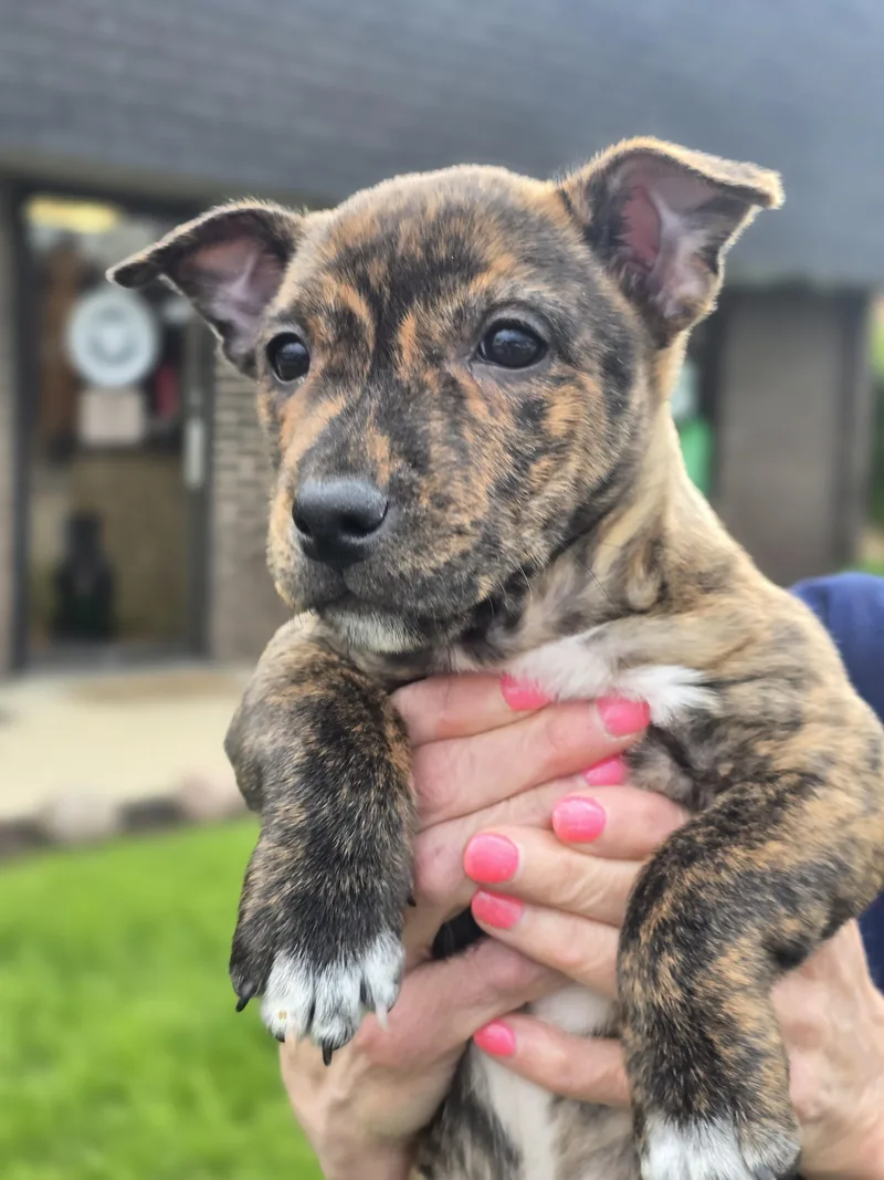 A baby medium-sized female Brindle Mixed Breed dog named Gwen for adoption in Itasca, IL