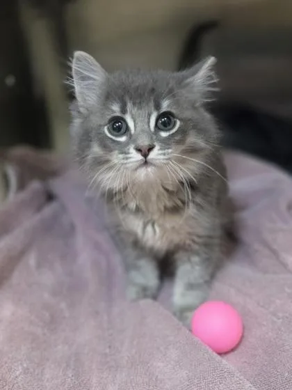 A baby small-sized male Domestic Medium Hair cat named Bottle Rocket for adoption in Westland, MI