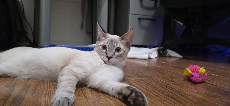 A baby medium-sized male Seal Point Domestic Short Hair cat named Marlow for adoption in Arlington, TX