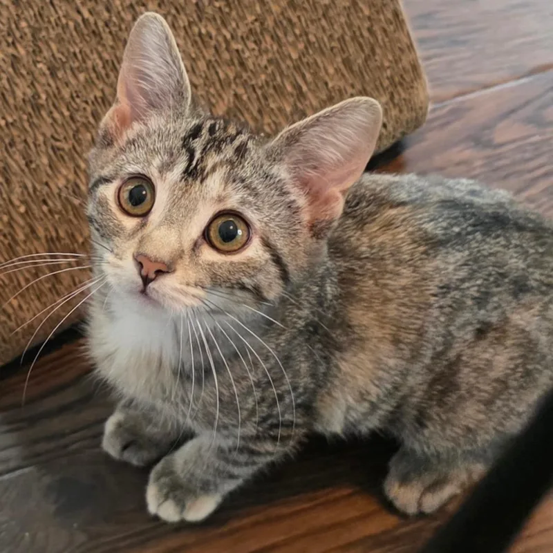 A baby small-sized female Torbie Domestic Short Hair cat named Aurae for adoption in Kansas City, MO