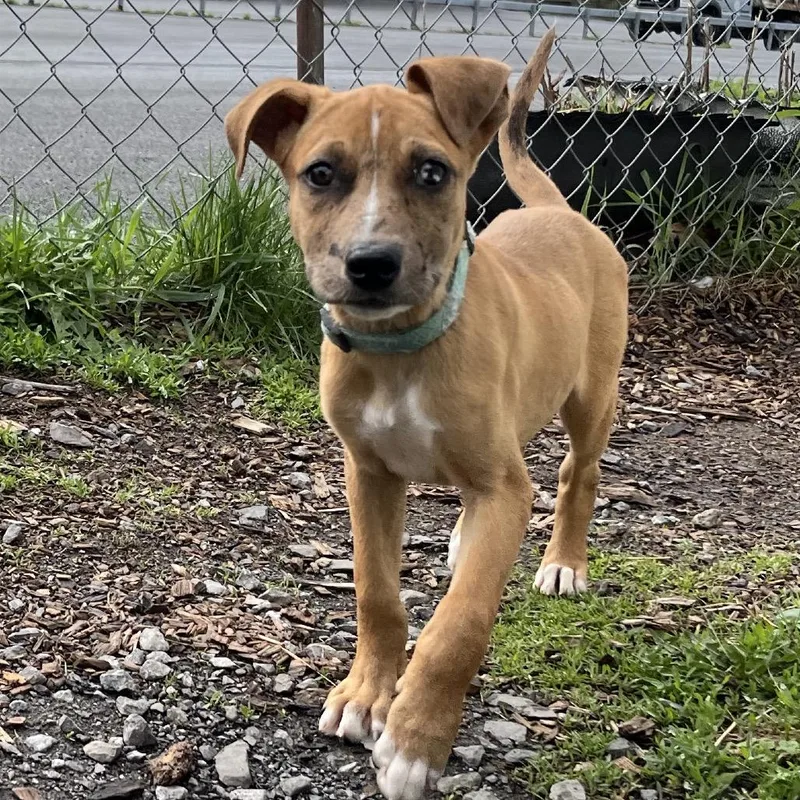A baby medium-sized female Yellow / Tan / Blond / Fawn Mountain Cur dog named Elsi for adoption in Saugerties, NY
