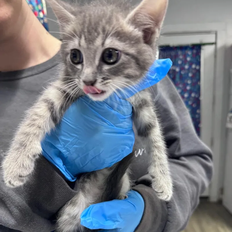 A baby small-sized female Gray / Blue / Silver Domestic Short Hair cat named Wrenlee for adoption in Summerville, SC