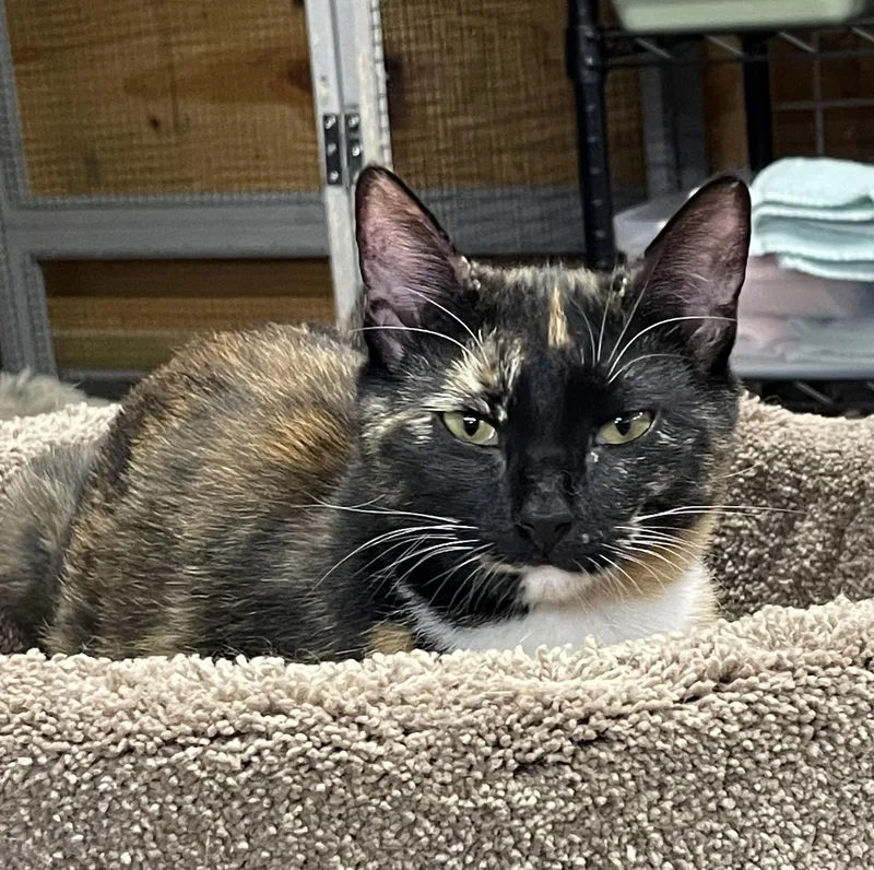 A young medium-sized female Torbie cat named Shelly for adoption in Roscoe, NY