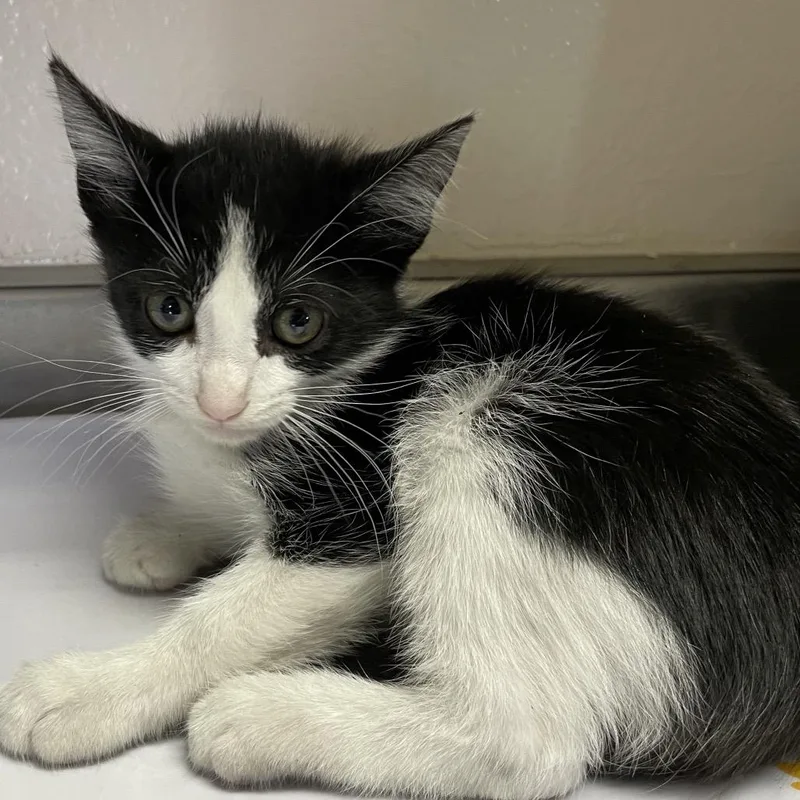 A baby small-sized male Black & White / Tuxedo Domestic Short Hair cat named West for adoption in San Antonio, TX