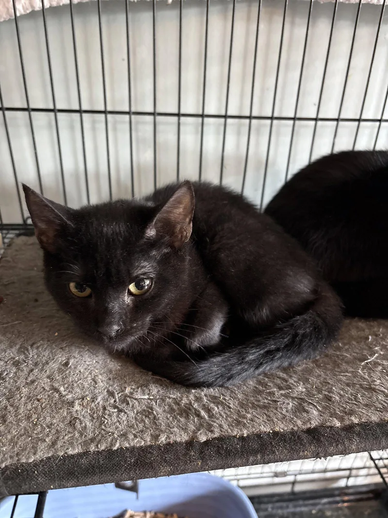 A baby medium-sized female Black Domestic Short Hair cat named Elvira for adoption in White Bluff, TN