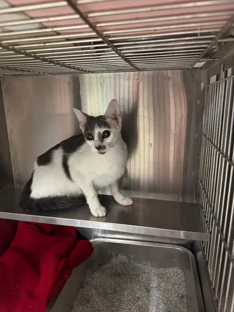 A young large-sized male Domestic Short Hair cat named Avalanche for adoption in Greensburg, IN
