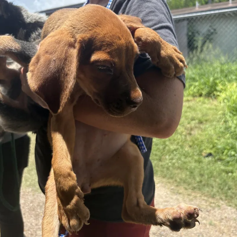 A baby medium-sized female Red / Chestnut / Orange Mixed Breed dog named Kodiak for adoption in Austin, TX
