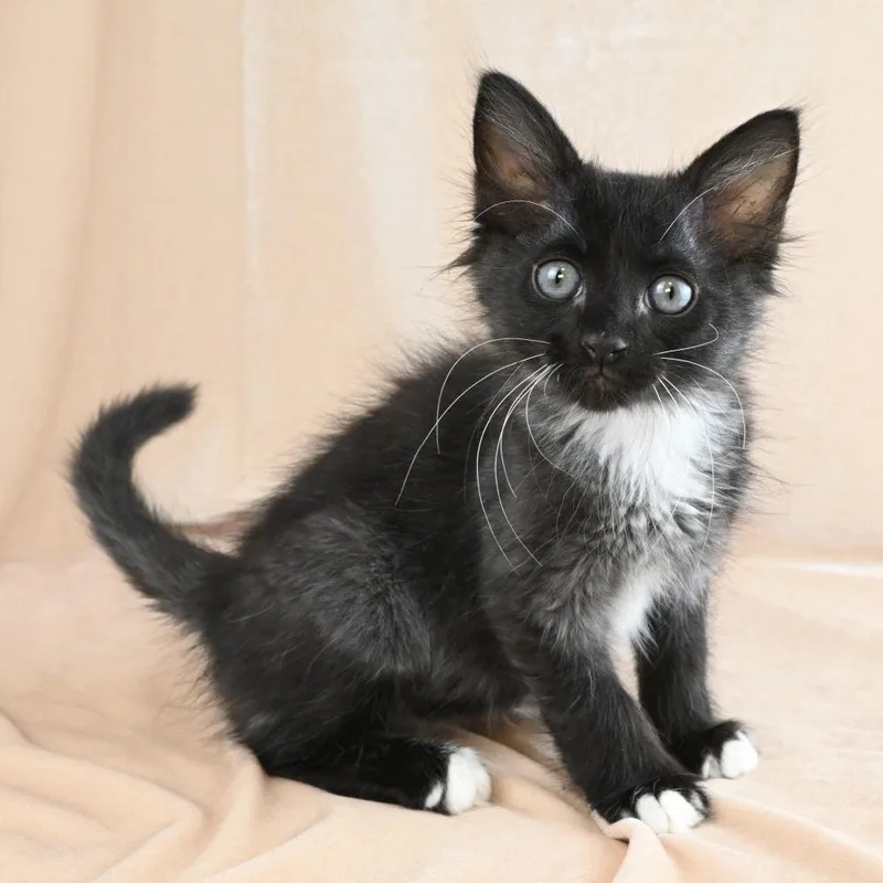 A baby small-sized male Black Domestic Short Hair cat named Blue for adoption in Mobile, AL