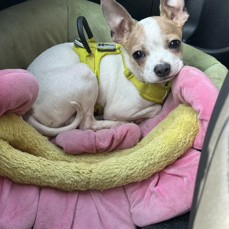 A baby small-sized male White / Cream Chihuahua dog named George for adoption in Indianapolis, IN