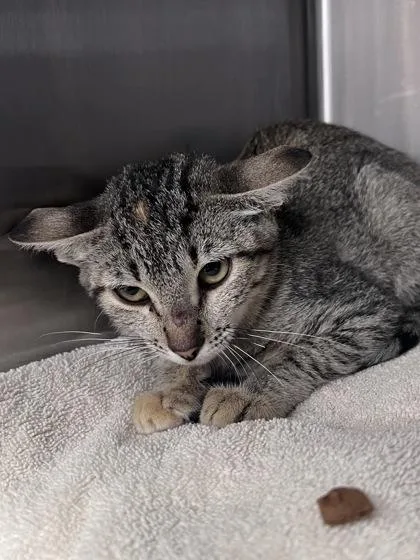 A baby small-sized female Domestic Short Hair cat named Melly for adoption in Houston, TX