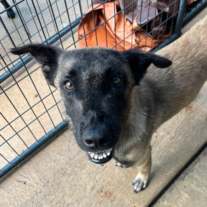An adult medium-sized male Brown / Chocolate Mixed Breed dog named Pilon for adoption in Lake Jackson, TX