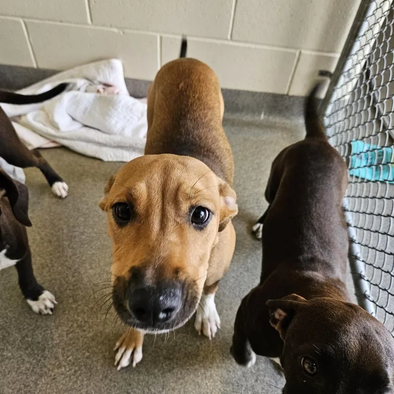 A baby medium-sized female Brown / Chocolate Mixed Breed dog named Taffy for adoption in Concord, NH