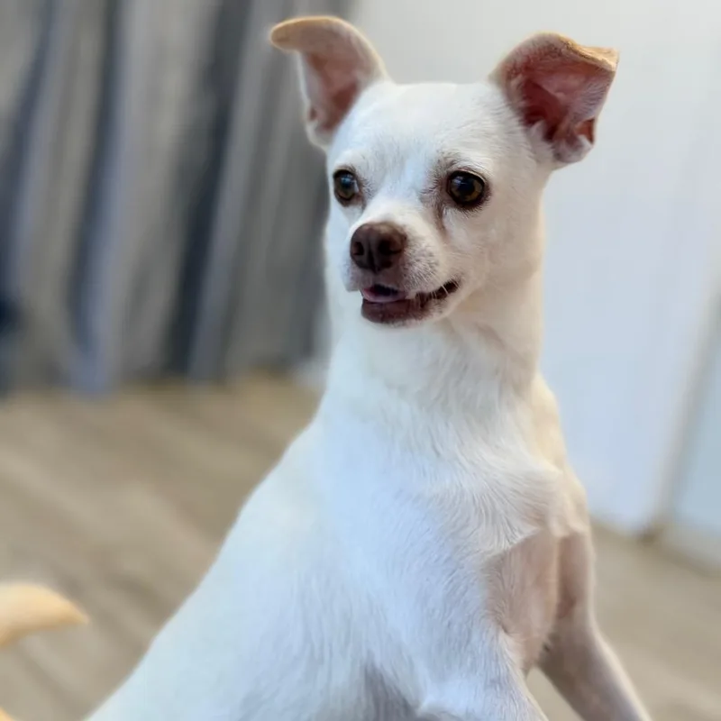 An adult small-sized female Terrier dog named Lark for adoption in Green Bay, WI