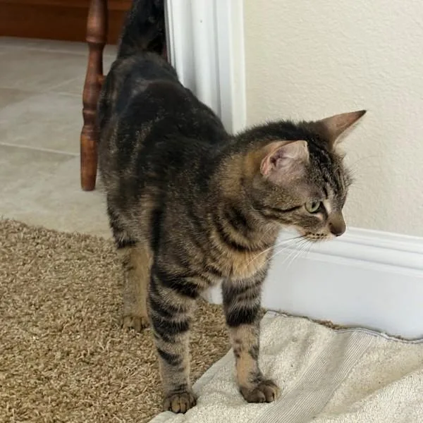 A young small-sized female Domestic Short Hair cat named Alma for adoption in Oakland, CA