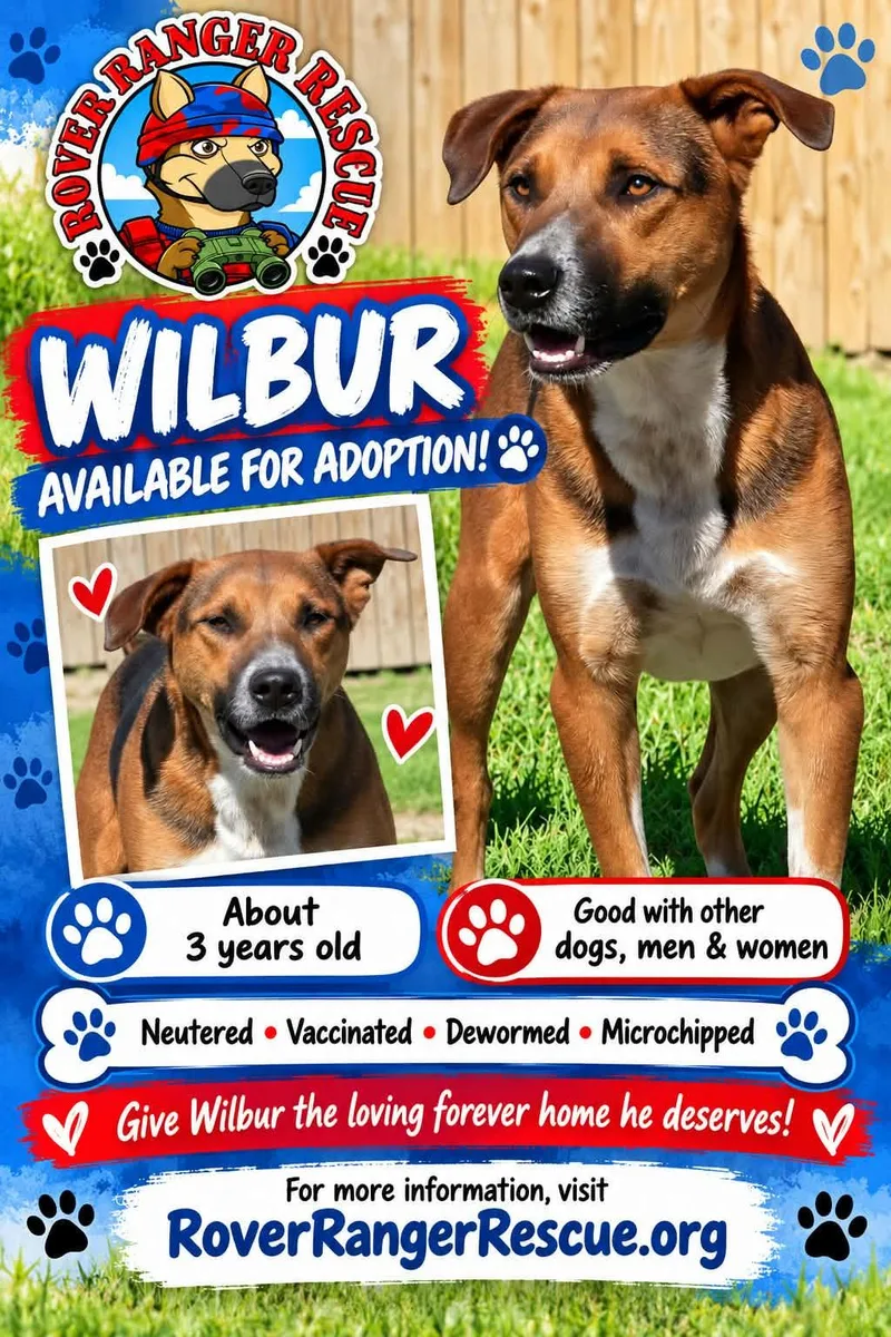 An adult medium-sized male Labrador Retriever dog named Wilbur for adoption in Wrightwood, CA