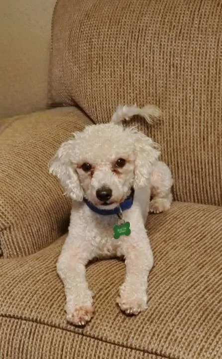 A young small-sized male Poodle dog named Bud for adoption in Coppell, TX