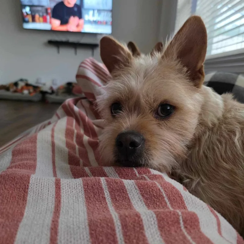 An adult small-sized female Apricot / Beige Yorkshire Terrier dog named Aria for adoption in Seal Beach, CA