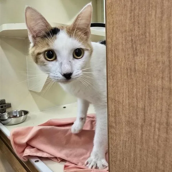 An adult medium-sized female Calico Domestic Short Hair cat named Dots for adoption in Prince Frederick, MD