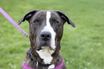 An adult large-sized male Pit Bull Terrier dog named Nori for adoption in Coon Rapids, MN