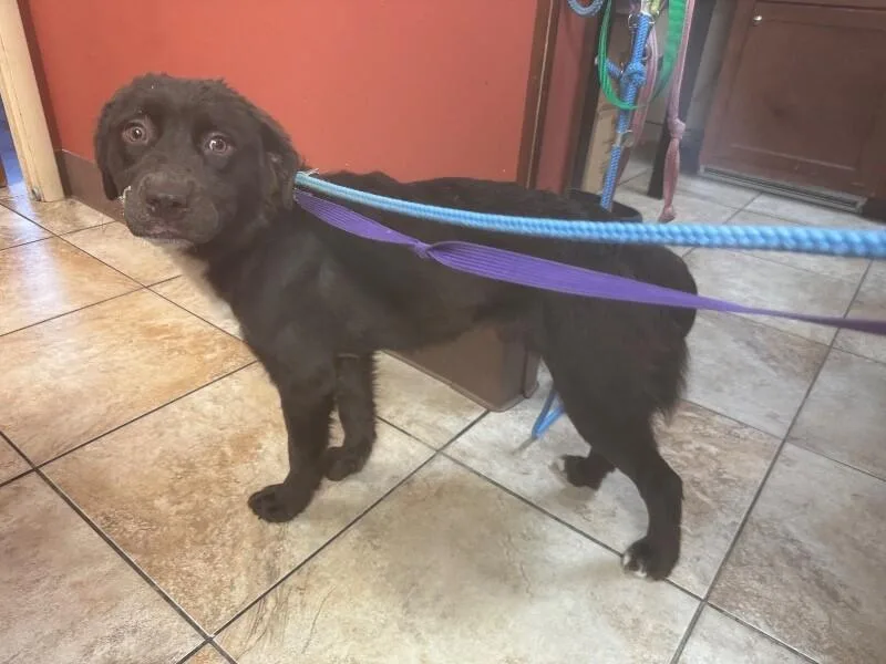 A young medium-sized male Brown / Chocolate Mixed Breed dog named Trix for adoption in Cincinnati, OH