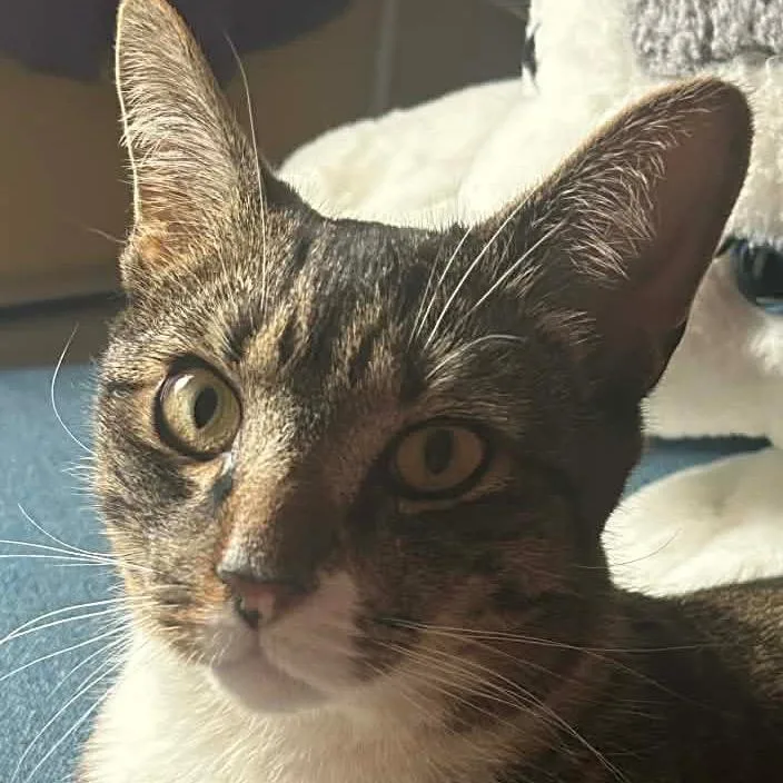 An adult medium-sized male Domestic Short Hair cat named Solo for adoption in New York, NY