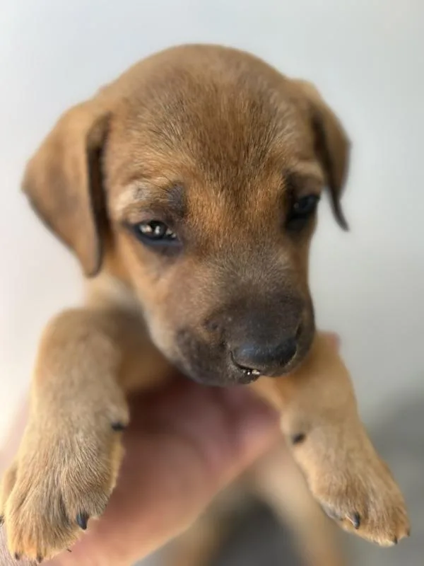 A baby medium-sized male Shepherd dog named Vesia for adoption in Victorville, CA