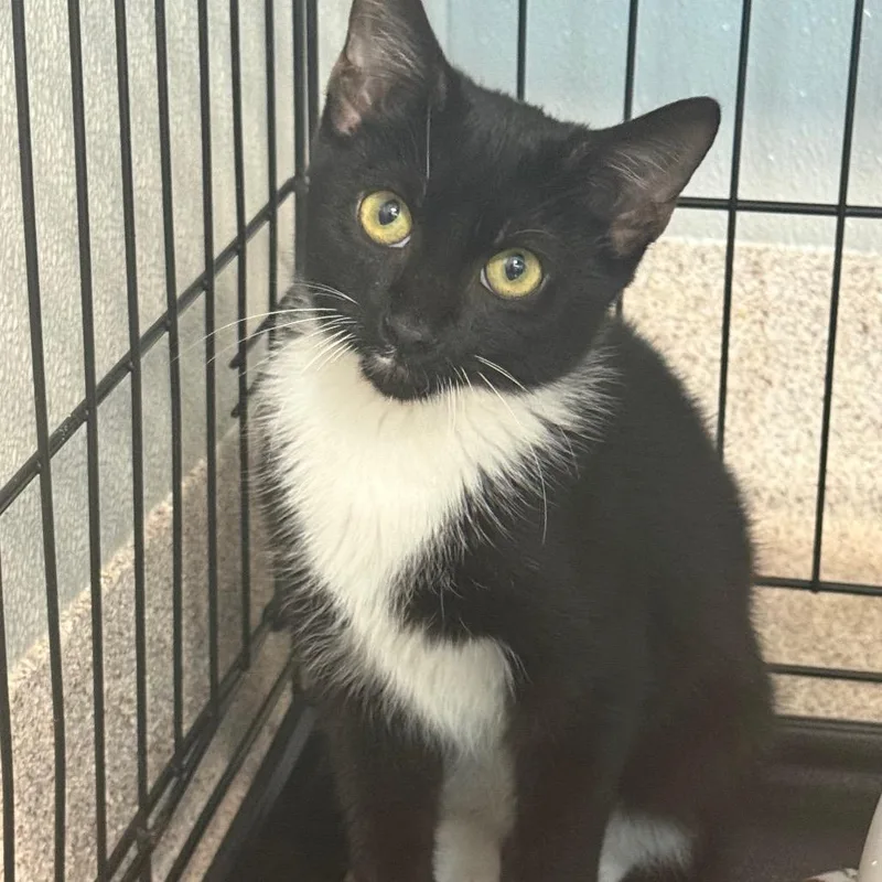 A young small-sized male Black Domestic Short Hair cat named Salem for adoption in Horn Lake, MS