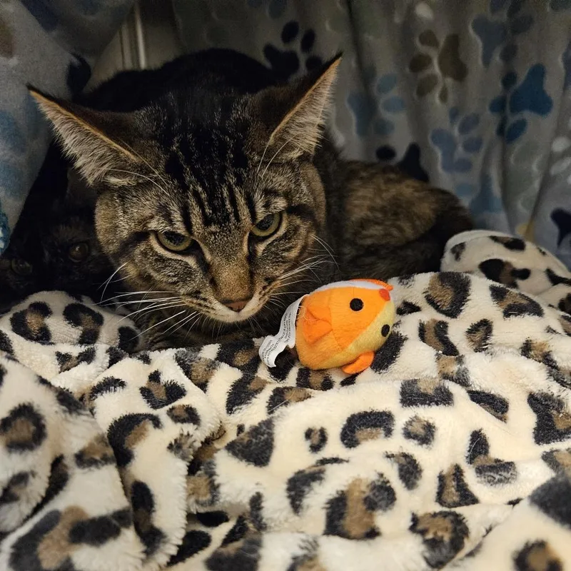 An adult large-sized male Brown / Chocolate Domestic Short Hair cat named Benny for adoption in Port Townsend, WA