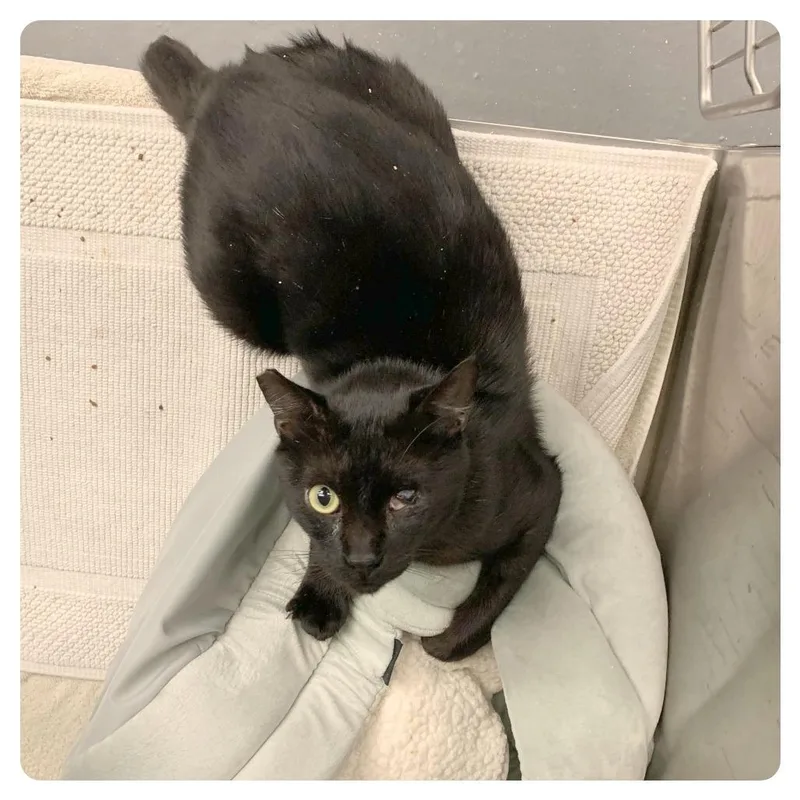 Little Brother thumbnail 2