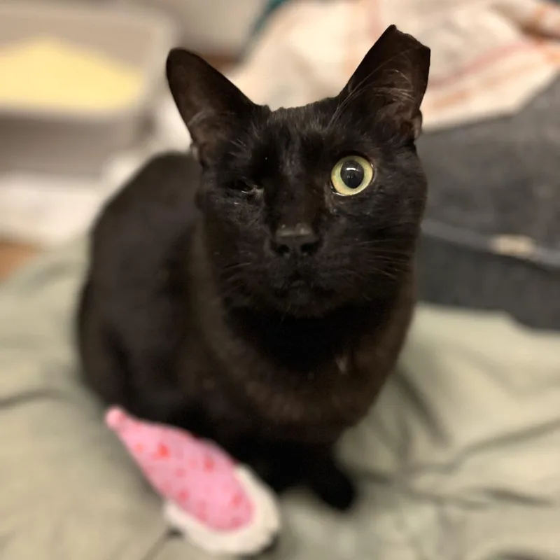 Little Brother thumbnail 3