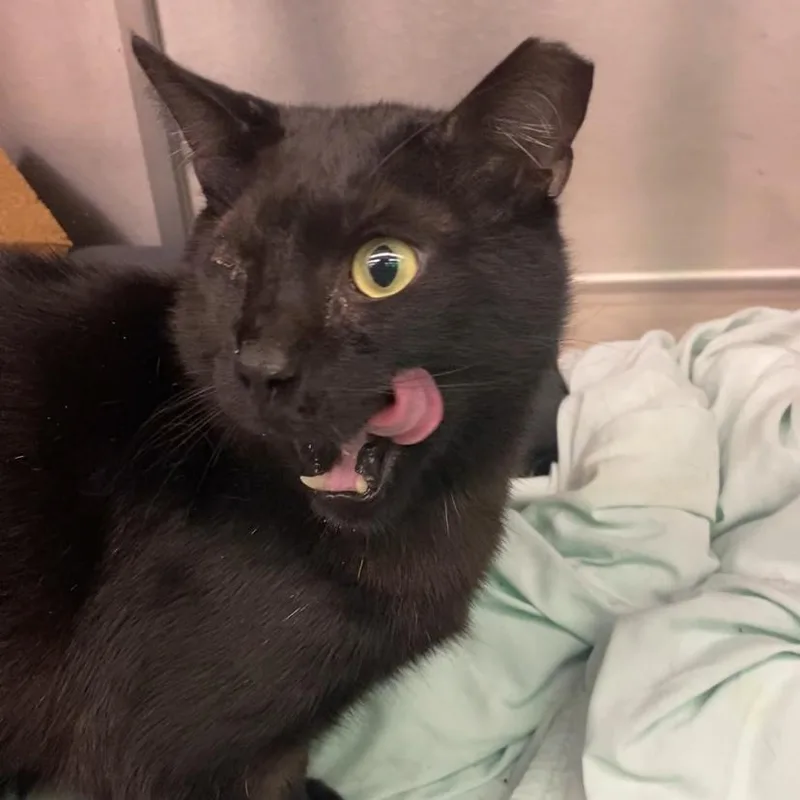 Little Brother thumbnail 4