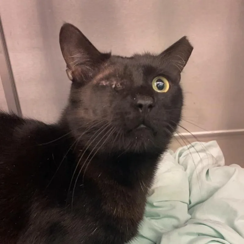 Little Brother thumbnail 5