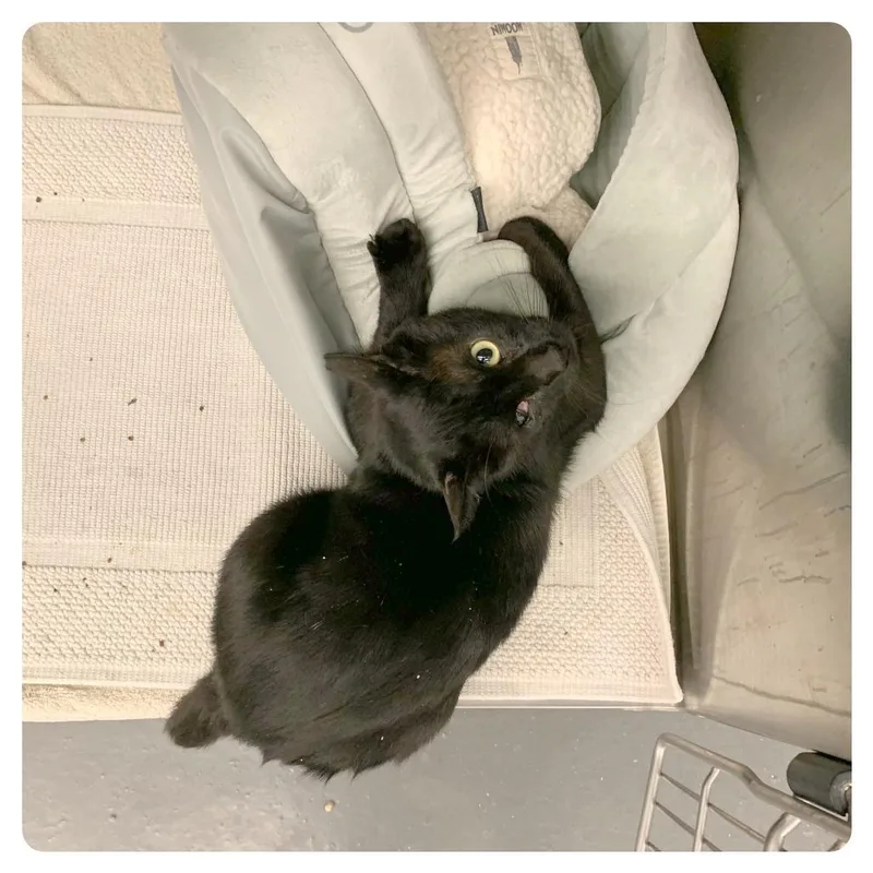 Little Brother thumbnail 6