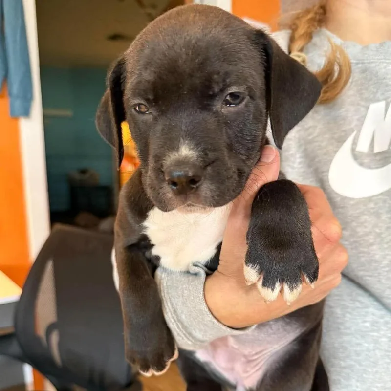 A baby medium-sized female Black Mixed Breed dog named Fig for adoption in Bend, OR