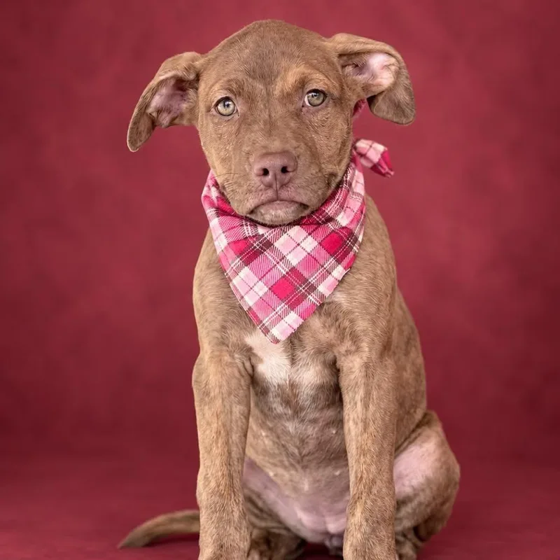 A baby medium-sized female Pit Bull Terrier dog named Spin Drift for adoption in Cranston, RI